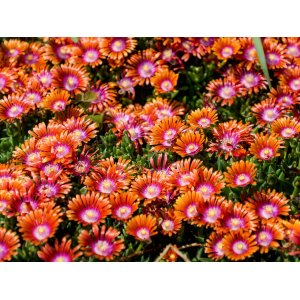 Poludňovka (Delosperma) ´SUNDELLA APRICOT´ kont. P9